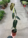 Philodendron Melanochrysum