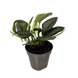 Scindapsus Siamense 'Moonlight' (Potos Sarmaşığı)