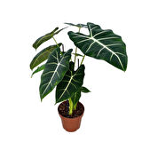 Alocasia Frydek (Fil Kulağı)