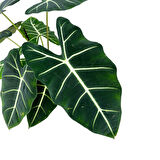 Alocasia Frydek (Fil Kulağı)
