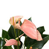 Anthurium Andraeanum 'Pinkish' (Flamingo Çiçeği)