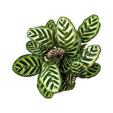 Calathea Makoyana (Dua Çiçeği)