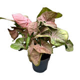 Syngonium Podophyllum 'Pink' (Melek Kanadı Çiçeği)
