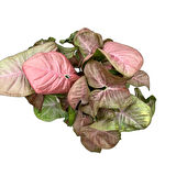 Syngonium Podophyllum 'Pink' (Melek Kanadı Çiçeği)