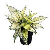 Aglaonema 'White Kiwi' (Çin Herdemyeşili)