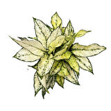 Aglaonema 'White Kiwi' (Çin Herdemyeşili)