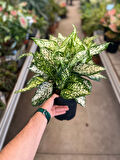 Aglaonema 'White Kiwi' (Çin Herdemyeşili)
