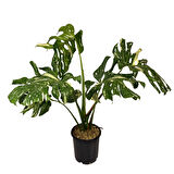 Monstera Deliciosa 'Thai Constellation' (Deve Tabanı)
