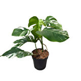Monstera Deliciosa 'Albo Variegata' (Deve Tabanı)