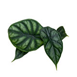 Alocasia Baginda 'Dragon Scale'
