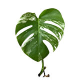 Monstera Deliciosa 'Albo Variegata' (Çelik)
