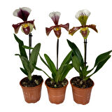 Paphiopedilum (3'lü Set)