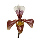 Paphiopedilum (3'lü Set)