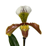 Paphiopedilum (3'lü Set)