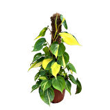 Philodendron Cordatum 'Brasil'