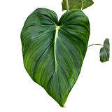 Philodendron 'McDowell'