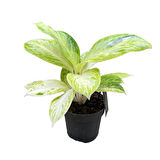 Aglaonema 'Arctic Lime'