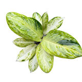 Aglaonema 'Arctic Lime'