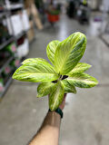 Aglaonema 'Arctic Lime'
