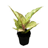 Aglaonema 'Chartreuse Pretty' (Çin Herdemyeşili)