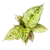 Aglaonema 'Chartreuse Pretty' (Çin Herdemyeşili)