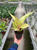 Aglaonema 'Chartreuse Pretty' (Çin Herdemyeşili)