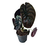 Alocasia Cuprea (Fil Kulağı)
