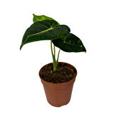 Alocasia Frydek (Fil Kulağı)
