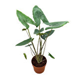Alocasia Zebrina (Fil Kulağı)
