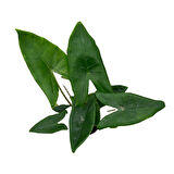 Alocasia Zebrina (Fil Kulağı)