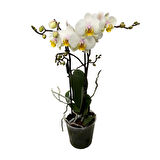 Phalaenopsis 'Busy Bee' (Beyaz Orkide)