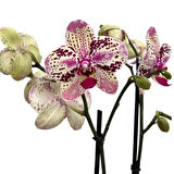 Phalaenopsis 'Frontera' (Pembe Orkide)