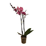 Phalaenopsis 'Kumi' (Pembe Orkide)