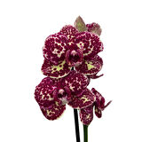 Phalaenopsis 'Wild Cat' (Bordo Orkide)