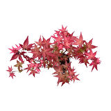Bonsai - Acer