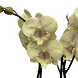 Phalaenopsis 'Turner' (Sarı Orkide)