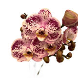 Phalaenopsis 'Sorano' (Pembe Orkide)