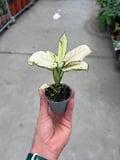 Aglaonema 'White Joy'