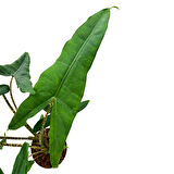 Alocasia Tigrina (Fil Kulağı)