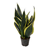 Sansevieria 'Black Gold' (Paşa Kılıcı)