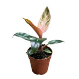 Philodendron Birkin 'Pink Blush'