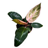 Philodendron Birkin 'Pink Blush'