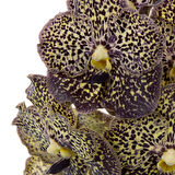 Vanda Sunanda 'Ocelot Mocha' (Vanda Orkide)
