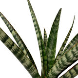 Sansevieria 'Silver Steel' (Paşa Kılıcı)