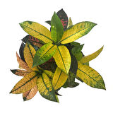 Codiaeum Variegatum 'Mrs Iceton' (Kraton Çiçeği)