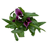 Calla Lilly 'Purple' (Gala Çiçeği)