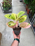 Aglaonema 'Apple Fantasy' (Çin Herdemyeşili)