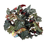 Begonia Maculata 'Black Forest' (Begonya Çiçeği)