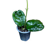 Hoya Villosa (Mum Çiçeği)