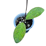 Hoya Sabah (Mum Çiçeği)
